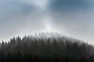 Çam ormanlar. Islak dağ alan görünümünde puslu sabah.