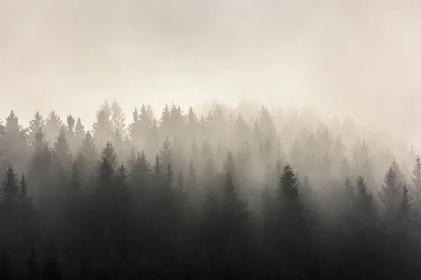 Pine Forests Misty Morning View Wet Mountain Area — Stock Photo, Image