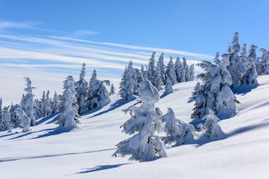 Dağın zirvesine. Kışın ağaçları ile dağın zirvesine.