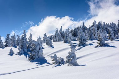 Dağın zirvesine. Kışın ağaçları ile dağın zirvesine.