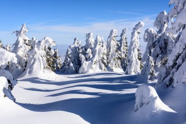 Dağın zirvesine. Kışın ağaçları ile dağın zirvesine.