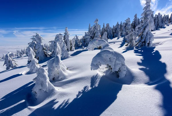 Peak of the Mountain.  Peak of the mountain with trees in winter.