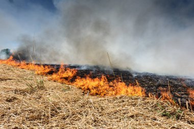 Tarım alanı, duman kirliliği yakma. Küresel görüntü ve doğal afet risk.