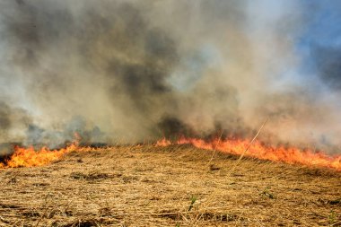 Tarım alanı, duman kirliliği yakma. Küresel görüntü ve doğal afet risk.