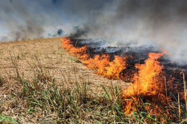 Tarım alanı, duman kirliliği yakma. Küresel görüntü ve doğal afet risk.