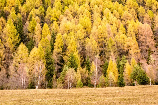 Υφή Πευκοδάσους Φαίρ Δάσος Φόντο Υφή Κωνοφόρων Δασών Larix Sibirica — Φωτογραφία Αρχείου