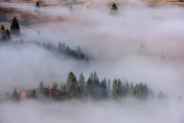 Beautiful Morning Landscape Trees Fog Foggy Autumn Landscape — Stock Photo, Image
