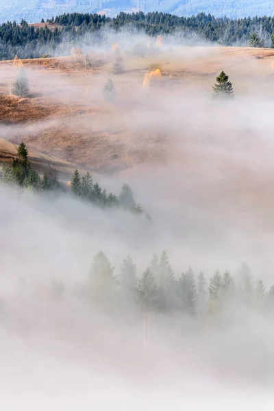 Beautiful morning landscape with trees in the fog. Foggy Autumn Landscape.