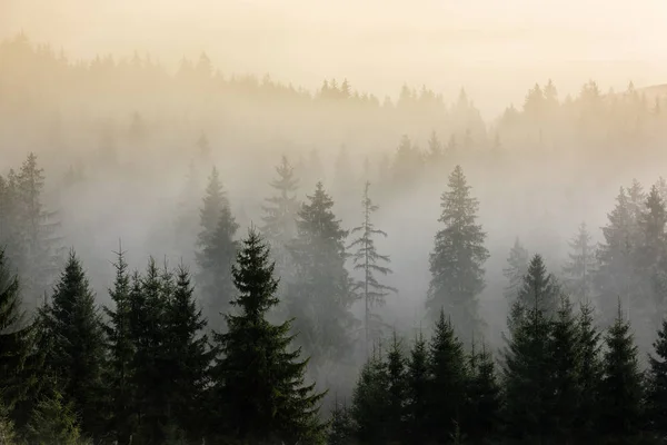 Detail Dense Pine Forest Morning Mist Fog Pine Forests — Stock Photo, Image