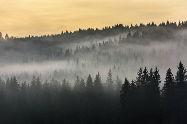  Detail of dense pine forest in morning mist. Fog above pine forests.