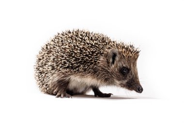 Kirpi, Erinaceus europaeus, beyaz arka planda izole edilmiş..