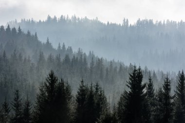 Karanlık Ladin Ormanı Silueti Sis ile çevrili.
