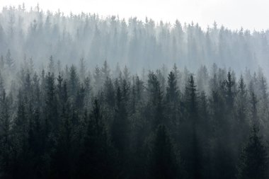Karanlık Ladin Ormanı Silueti Sis ile çevrili.