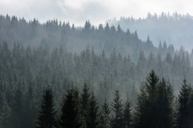 Karanlık Ladin Ormanı Silueti Sis ile çevrili.
