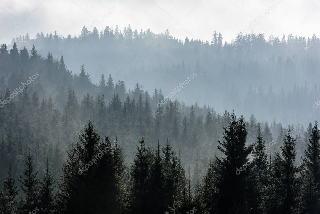 Dark Spruce Wood Silhouette Surrounded by Fog.