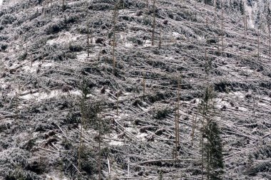 Ormanda talih kuşu. Fırtına hasarı. Romanya 'daki şiddetli kasırga sonrasında kozalaklı ormandaki devrilmiş ağaçların ayrıntıları.