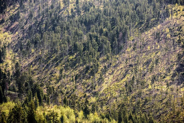 Pine Tree Forestry Exploitation Carpathian Mountains Romania Stumps Logs Show — Stock Photo, Image