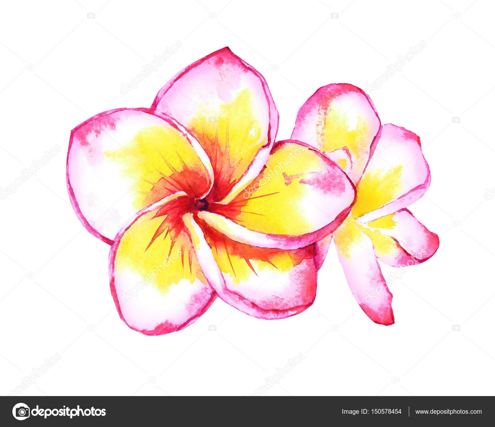 すべての美しい花の画像 ベスト50 プルメリア ハワイ 花 イラスト