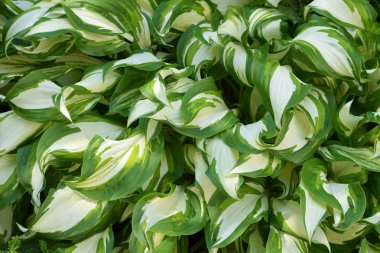 Hosta 