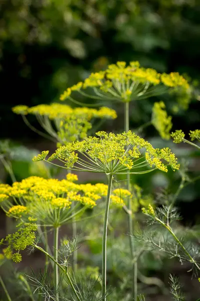 Yellow flowers of dill. Close up. Stock Photo