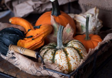 Kabak çeşitleri sepetle. Taze kabak hasat.