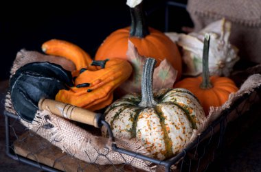 Kabak çeşitleri sepetle. Taze kabak hasat.