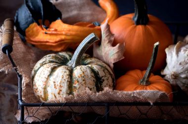 Kabak çeşitleri sepetle. Taze kabak hasat.