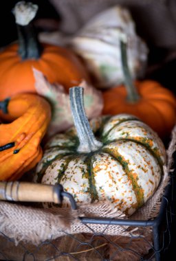 Kabak çeşitleri sepetle. Taze kabak hasat.