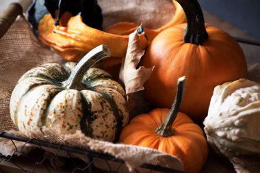 Kabak çeşitleri sepetle. Taze kabak hasat.