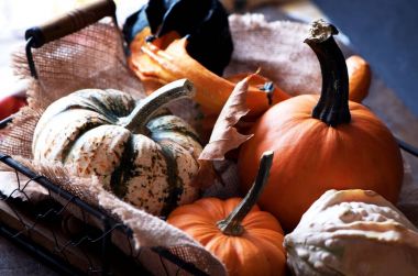 Kabak çeşitleri sepetle. Taze kabak hasat.