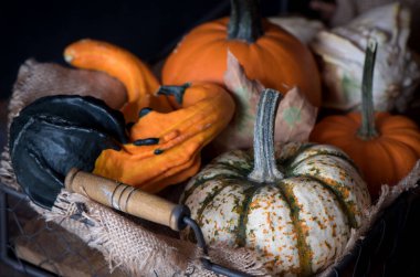 Kabak çeşitleri sepetle. Taze kabak hasat.