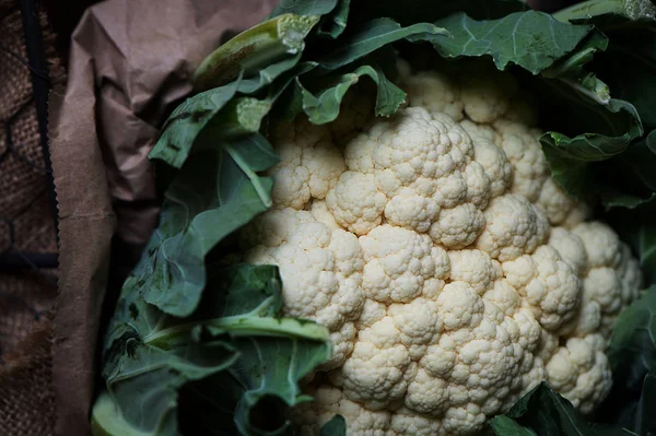 Taze karnabahar hasat. Taze malzeme çekme lahana