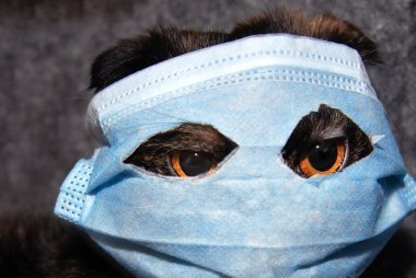 Tıbbi maskeli kedi. Siyah bir kedi tıbbi bir maskenin içinden bakar..