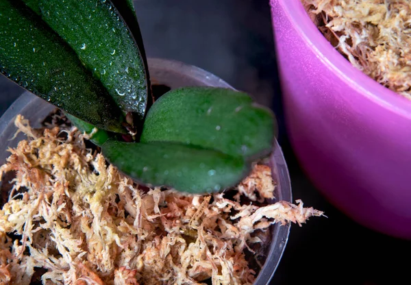 Musgo Seco Sphagnum Cacerola Con Orquídea —  Fotos de Stock