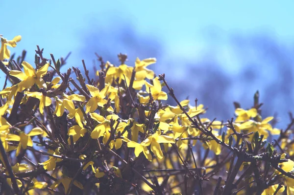 Κίτρινα Λουλούδια Φορσύθια Κίτρινα Άνθη Του Θάμνου Φορσύθια Πρώτος Ανθισμένος — Φωτογραφία Αρχείου