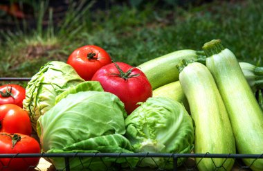 Bahçedeki tepside taze kabak, lahana ve domates hasadı. Evde yeni hasat edildi..
