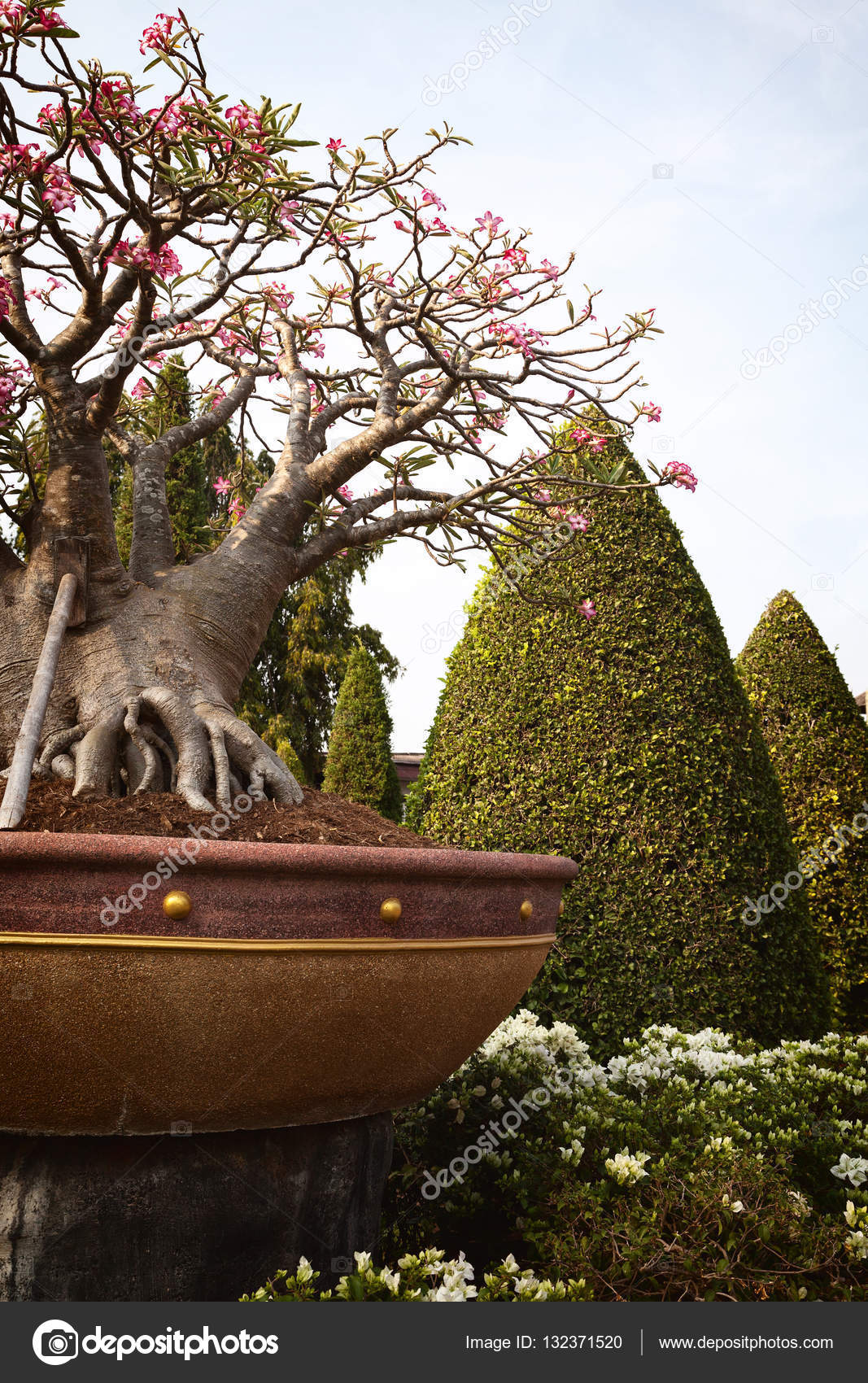 Small blossoming baobab bonsai tree in a tropical English garden