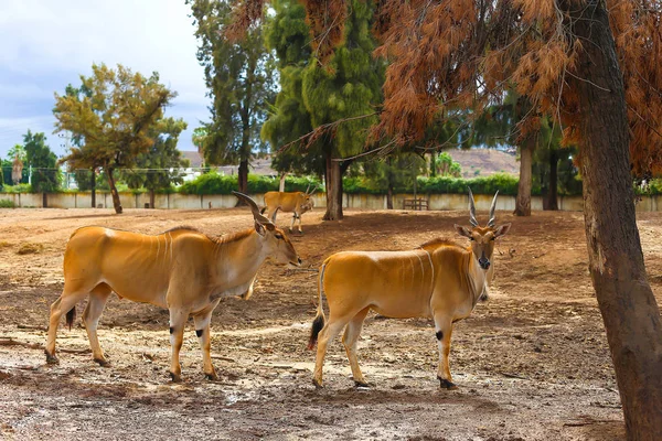 Antilop doğa daimi bir ağacın altında. boynuzlu hayvan fotoğraf makinesine benziyor. Kudu antilop — Stok fotoğraf