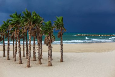 Palmiye ağaçları İsrail Akdeniz'in kıyısında. palmiye güçlü Rüzgar sallıyor