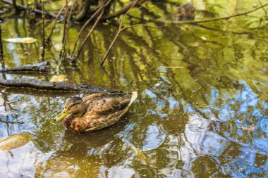 Bir ördek gölde yüzüyor..