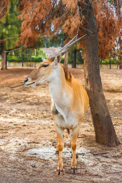 Antilop doğa daimi bir ağacın altında. boynuzlu hayvan fotoğraf makinesine benziyor. Kudu antilop — Stok fotoğraf