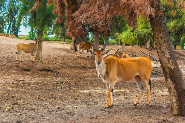Antilop doğa daimi bir ağacın altında. boynuzlu hayvan fotoğraf makinesine benziyor. Kudu antilop — Stok fotoğraf