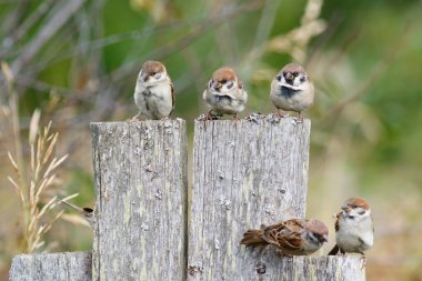 Çit oturan grup ağaç serçe (Passer montanus).
