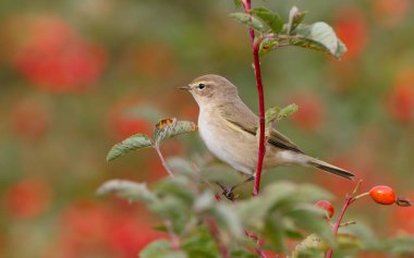 Yabani gül çalılar üzerinde oturan çıvgın kuş. Kırmızı meyveler arka planı