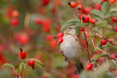 Yabani gül çalılar üzerinde oturan çıvgın kuş. Kırmızı meyveler arka planı