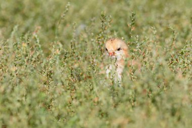 Güneşli bir günde çim çiftlikte küçük tavuk