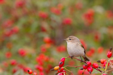 Yabani gül çalılar üzerinde oturan çıvgın kuş. Kırmızı meyveler arka planı
