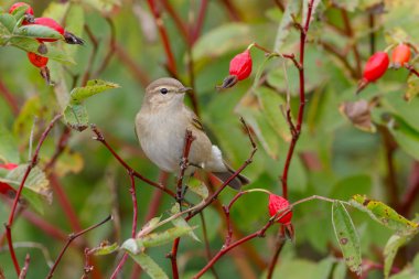 Yabani gül çalılar üzerinde oturan çıvgın kuş. Sonbahar