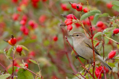 Yabani gül çalılar üzerinde oturan çıvgın kuş. Kırmızı meyveler arka planı
