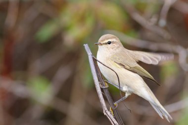 Bir kuru çim üzerinde oturan çıvgın kuş